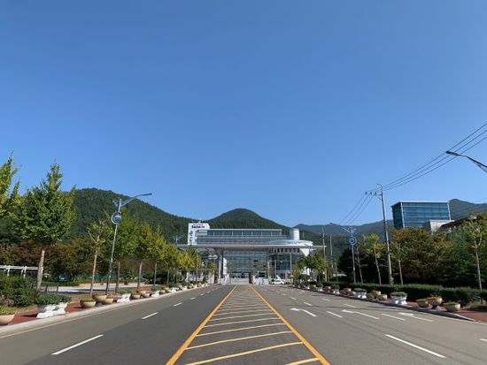 가을국화 이미지